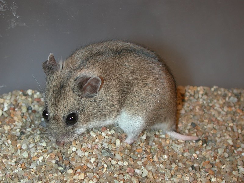 Dwarf Hamster Animal Facts  Cricetulus barabensis - A-Z Animals
