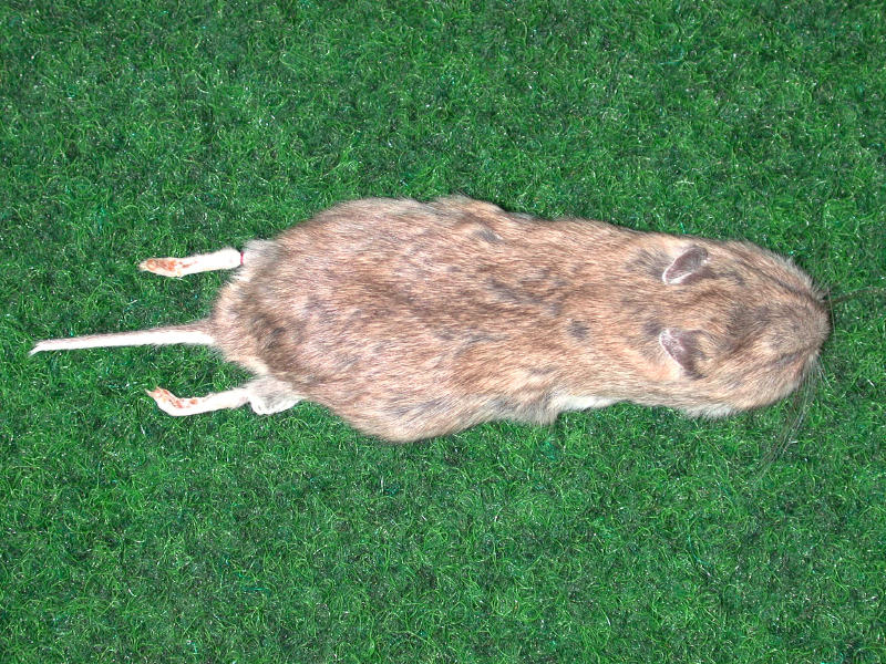 Cricetulus; Cricetulus griseus; Cricetulus migratorius; Hamster