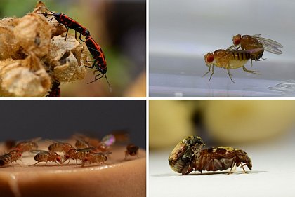 von links nach rechts, oben nach unten: Feuerwanze (Pyrrhocoris apterus), Fruchtfliege (Drosophila melanogaster), Fruchtfliege (Drosophila melanogaster), Bohnenkfer (Callosobruchus maculatus).
Fotos: Mareike Koppik