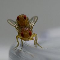 Drosophila melanogaster, (c) Mareike Koppik