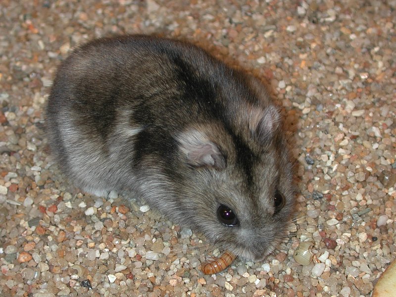 dwarf djungarian hamster