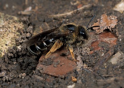 A female of the facultatively eusocial sweat bee Halictus rubicundus 