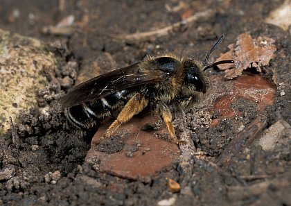 A female of the facultatively eusocial sweat bee Halictus rubicundus