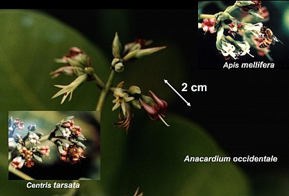 In its native Brazil, flowers of cashew (Anacardium occidentale) are visited and pollinated by indigenous bees (Centris tarsata, left) and the introduced honey bee (Apis mellifera, right)