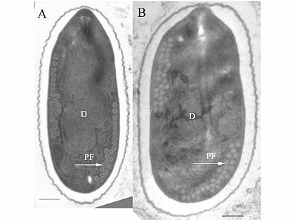 Transmission electron micrographs of spores of the honey bee microsporidian pathogens (A) Nosema ceranae and (B) Nosema apis. D: diplokarya; PF with arrows: coils of the polar filament. The scale bar is 0.5 m. (photos: Ingemar Fries)