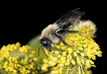 Andrena vaga is a solitary, fossorial bee whose nests are threatened by river flooding