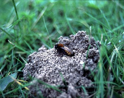 Andrena fulva, a common solitary bee of parks and gardens in Central and Northwest Europe