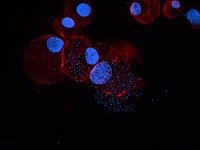 Fluorescent microscopic image (x400) of Nosema ceranae – 
infected cells. DAPI-stained nuclei of host and binucleate 
spores in blue. Phalloidin-stained cytoskeleton in red.  
D.P McMahon