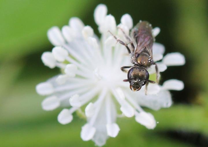 Lasioglossum (Dialictus) spp in white flower