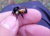 Bombus ephippiatus. Cloud forest