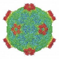 Molecular surfaces of the Deformed wing virus virion as determined by cryo-electron microscopy, rainbow-colored according to distance from the particle centre (from kubnk et al., 2017)