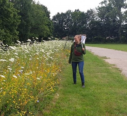 Sammeln von Wildbienen an Blhstreifen