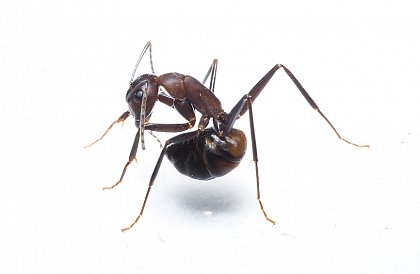 Camponotus nicobarensis performing acidopore grooming
