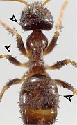 The invasive garden ant Lasius neglectus infected with the ectoparasitic fungus Laboulbenia formicarum (arrows)