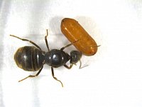 Lasius niger queen with Strongygaster globula pupa