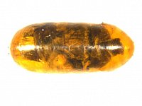 Strongygaster globula pupa