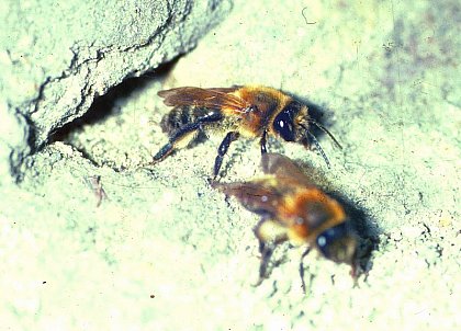 Two females of the communal nesting bee Andrena carantonica depart their common nest entrance