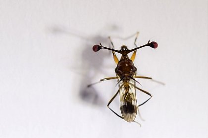 stalk-eyed fly (Teleopsis dalmanni), (c) Mareike Koppik