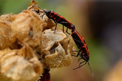 Feuerwanze (Pyrrhocoris apterus), (c) Mareike Koppik