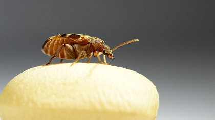 Bohnenkäferweibchen (Callosobruchus maculatus), (c) Mareike Koppik