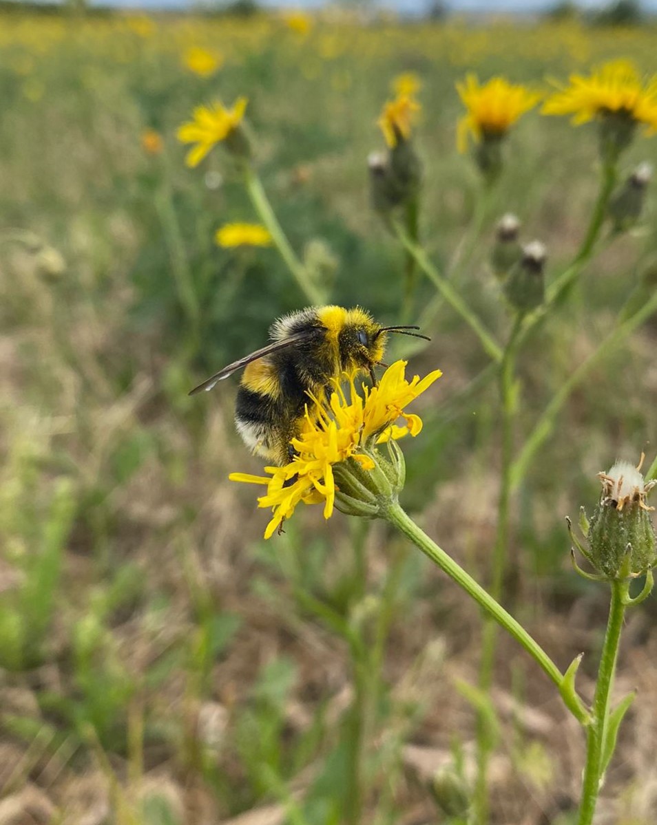 bombus terrestris