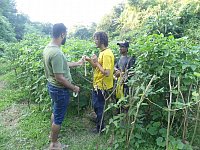 Collecting Ceratina bees in the field in Bangladesh with assistance of local students