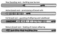 Nesting cycle of Ceratina bees
