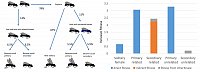 The fitness benefits of Ceratina albosticta females varies depending on their nesting strategies: females can choose to nest alone or in groups. Social nests may consist of females who are either related (full sisters) or unrelated. In nests shared by two females, one female reproduces (social primary) while the other takes on a non-reproductive role (social secondary). The overall fitness of females is influenced by social interactions and their genetic relationship to one another. Social nests are significantly more productive, resulting in higher fitness benefits for the social primaries compared to the social secondaries. However, the fitness advantages for social secondaries greatly depend on their relatedness to their nestmates. Social secondaries in nests with related females gain substantial indirect fitness benefits from the offspring of their related social primary. Conversely, in nests with unrelated females, social secondaries experience minimal fitness benefits, which might only arise from the possibility of inheriting the nest.